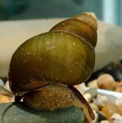 寄生虫最多的动物