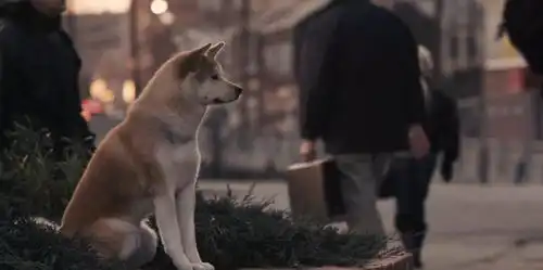 中国版忠犬八公你不会说话,但什么都懂