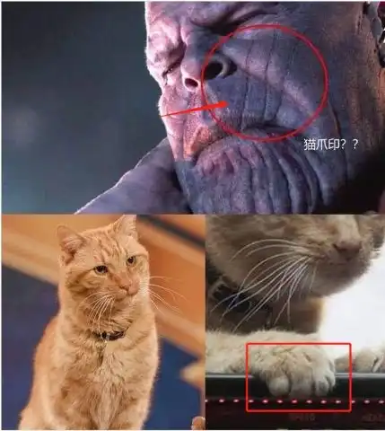 惊奇队长上映四天票房破6亿,这只橘猫抢尽风头
