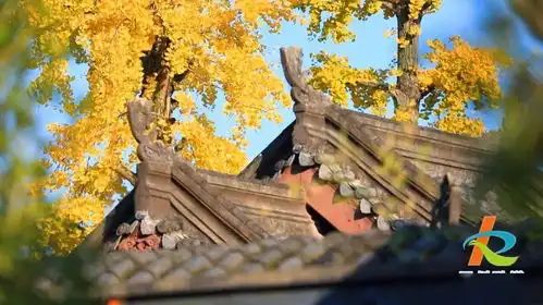 打卡拍照美呆了开州银杏黄,满城尽带黄金甲