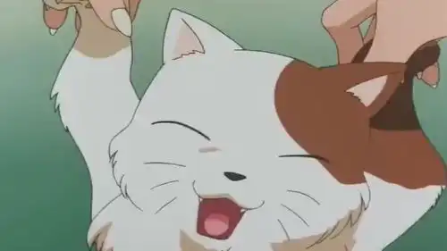 犬夜叉作为一只强大的哈士奇,逗猫和呆萌是必修课
