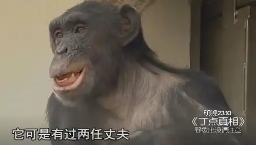 西安一黑猩猩染上烟瘾,一天要抽十七八根,动物园不让抽就打人
