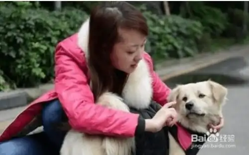 怎么训练狗狗原地转圈