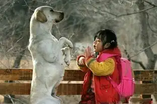 除了一条狗的使命忠犬八公,还有哪些主角是狗狗的电影