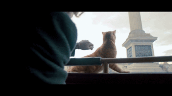 看了流浪猫鲍勃,我感觉自己养了一只假猫