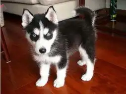 杭州哪里出售哈士奇犬杭州出售纯种哈士奇多少钱杭州哈士奇价格哈士奇宠物网chongwu.cc
