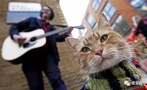 猫就是没用的畜生才不是呢
