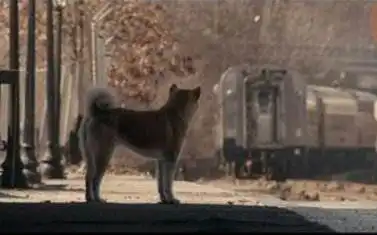 现实版忠犬八公,狗狗追随进医院女主人,好久没看到正面狗狗的新闻了