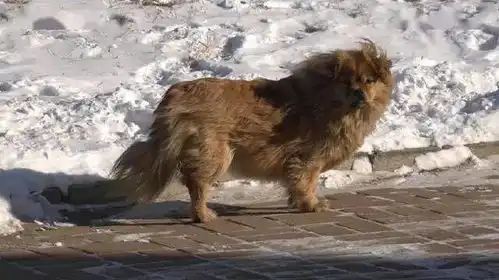 主人离世,狗狗原地等候5年,被人收养后,仍跑回原地等候车棚