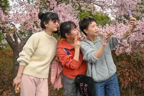 城事魔都进入樱花季,和春天来约会吧
