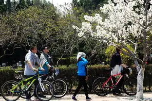 樱花节我和春天有个约会摄影作品参赛帖骑单车的赏花人
