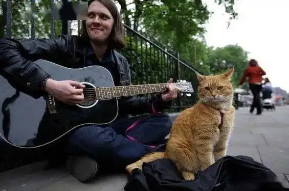 流浪猫鲍勃里的橘猫原形,鲍勃回喵星了