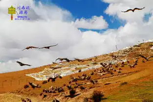 不一会儿的功夫,那一片区域就挤满了秃鹫下方那红布和石林那里就是天葬师的工作场所而我们则在几十米之外的山坡上围观,其间有铁丝网隔离(照片中未拍这边的铁丝网)
