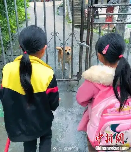 现实版忠犬八公,两年来风雨阻止接小主人放学