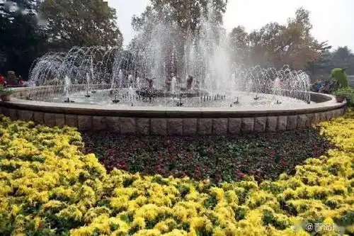 满城尽带黄金甲中山公园菊展争妍斗艳
