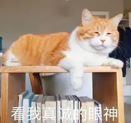 表示惊讶的表情包橘猫