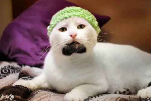 猫版绝命毒师海森堡亮相美国加利福尼亚州山羊胡简直帅呆了
