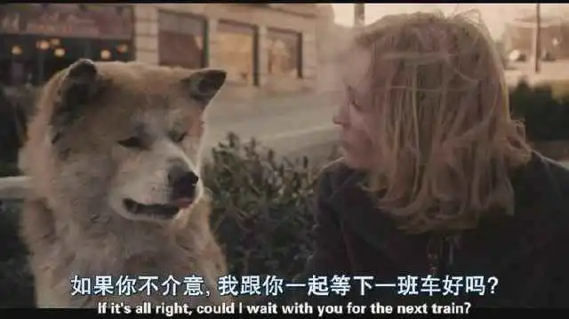 现实版的忠犬八公,在路边苦候80天,但女主人早已遭遇车祸