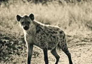 非洲鬣狗故事,顺便聊聊中西方女孩差异
