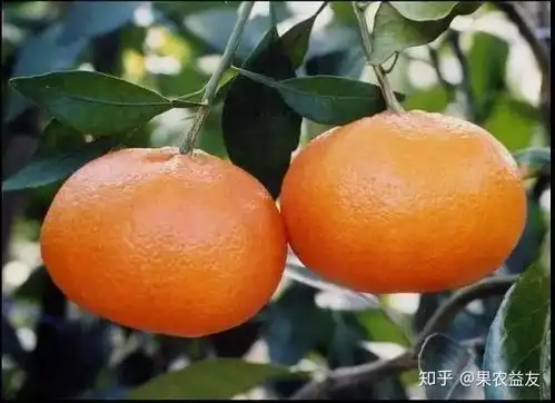 柑橘果实开口笑,果农皱眉头,这是何种因素在作怪如何防治
