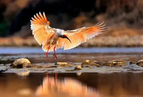 母鸡为什么不怀孕也能下蛋是为了给人吃吗