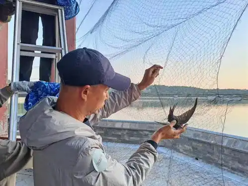 颐和园雨燕体检发现标记追踪了10年的雨燕