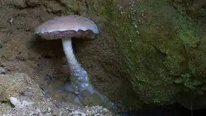 图集steveaxford萌菌物语
