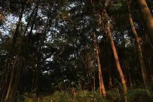 寂静的山林
