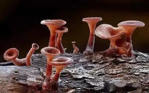 千奇百怪的菌类植物,有的竟然比花还漂亮
