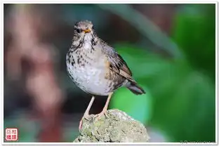 原创一组灰背鸫雌鸟