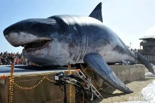 最著名的鲨鱼攻击人类事件,900多人掉进海里,约150个人消失

