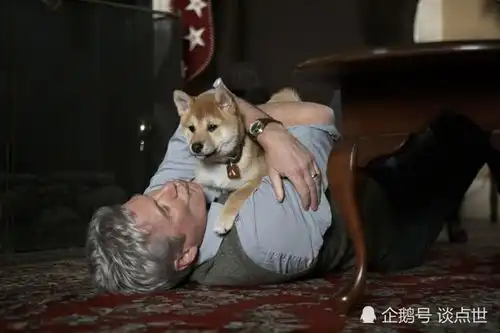 主人生病住院,忠犬耐心守候,一等就是六天,让人想到八公