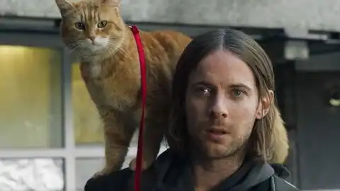 感动亿万观众的流浪猫鲍勃2温情来袭