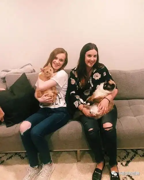 两个铲屎官直播自家猫猫的爱情故事,见面后的结局,有点猜不透啊