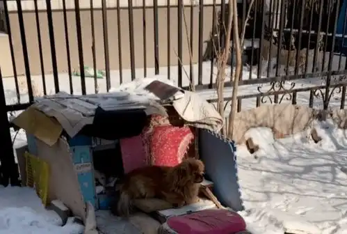 主人离世,狗狗原地等候5年,被人收养后,仍跑回原地等候车棚