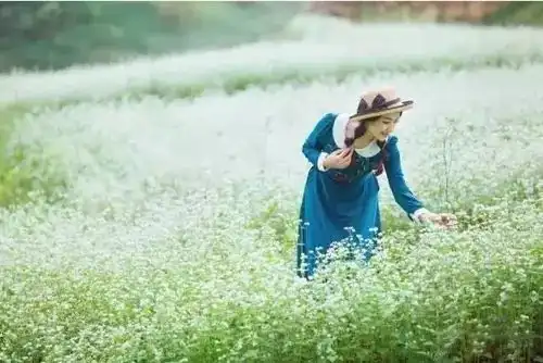 广西这个小众秘境,迎来大片花海美翻了天天向上来此取景