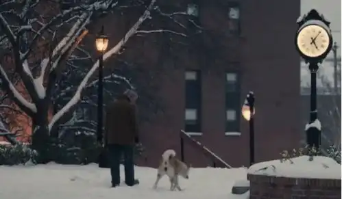 电影忠犬八公的故事它是帕克的一条狗,帕克却是它的一生
