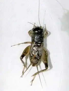 蟋蟀的斗丝在哪