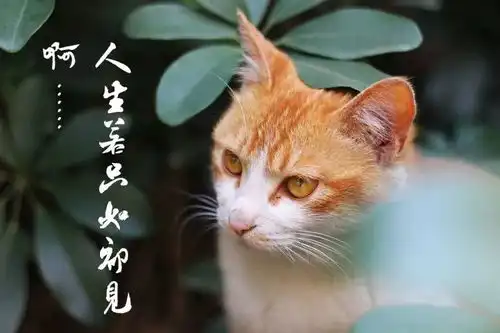 如果把妖猫传的黑猫换成橘猫....
