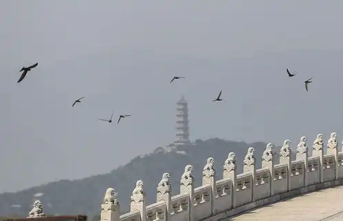 颐和园里北京雨燕成群皇家园林中编队玩造型