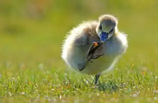 天生的动物界喜剧奇才
