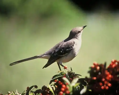 有一种伤害,叫冷淡