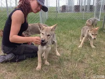 冯绍峰狼图腾搞定狼王他会罩着我