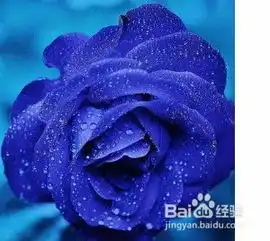怎样区别蓝玫瑰和蓝色妖姬
