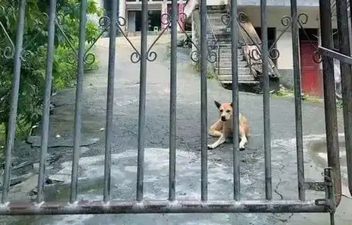 还记得你童年里的那只大黄吗沉寂那么久,它终于火了