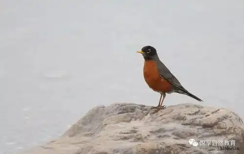 知更鸟到底是什么鸟