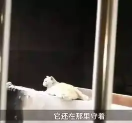 猫咪版忠犬八公,主人因煤气丧生,受伤猫咪守在阳台不肯离去