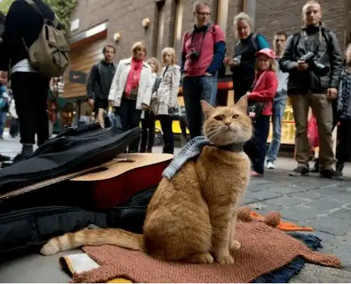 火遍全球的传奇橘猫去世,网友哭喊不想让它离开...