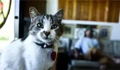 另一个鲍勃一只喵与流浪汉,一场跨越3600英里的救赎