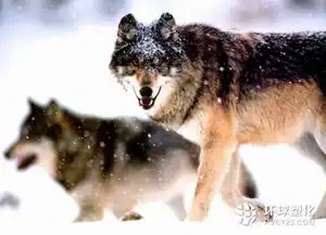 做企业就是要培养一批狼